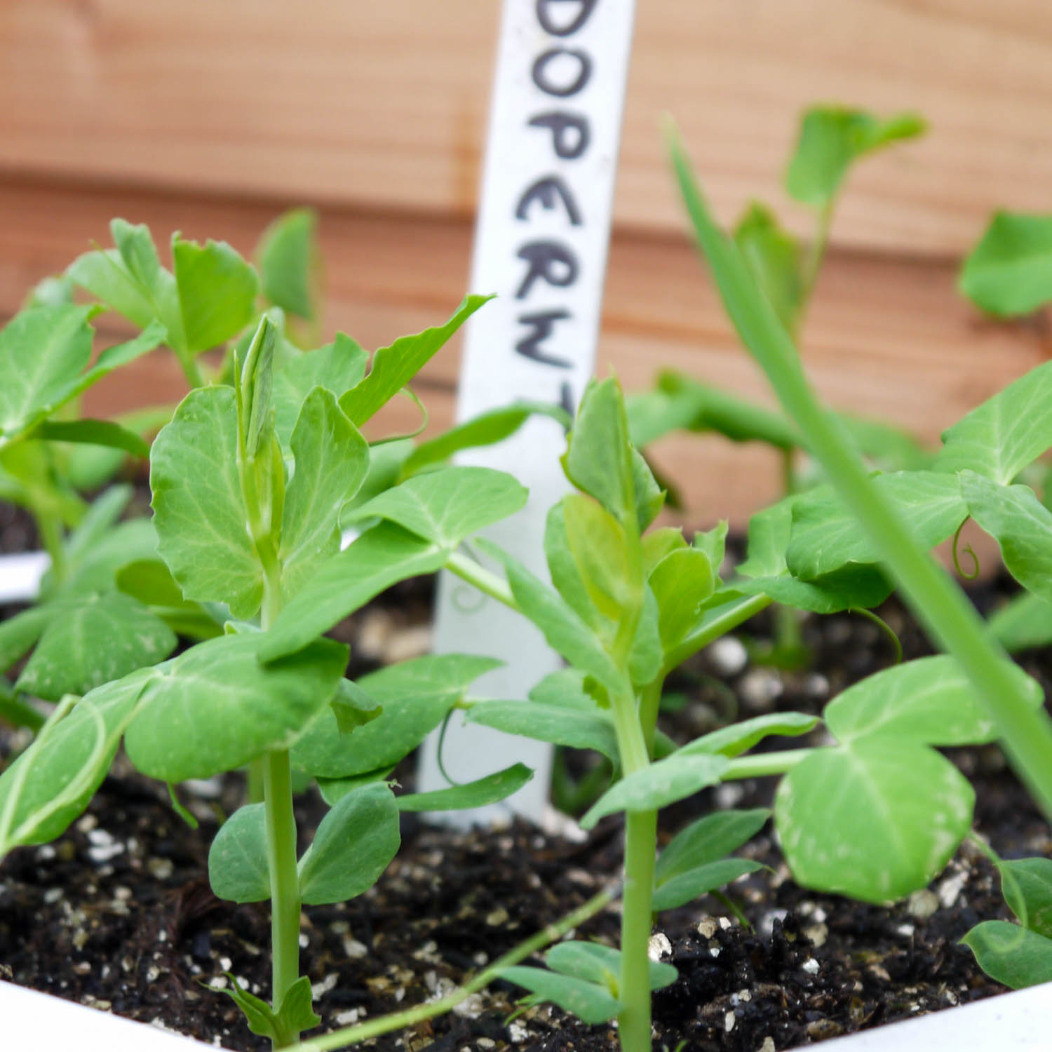 Plantjes van de wintererwt in een koude bak