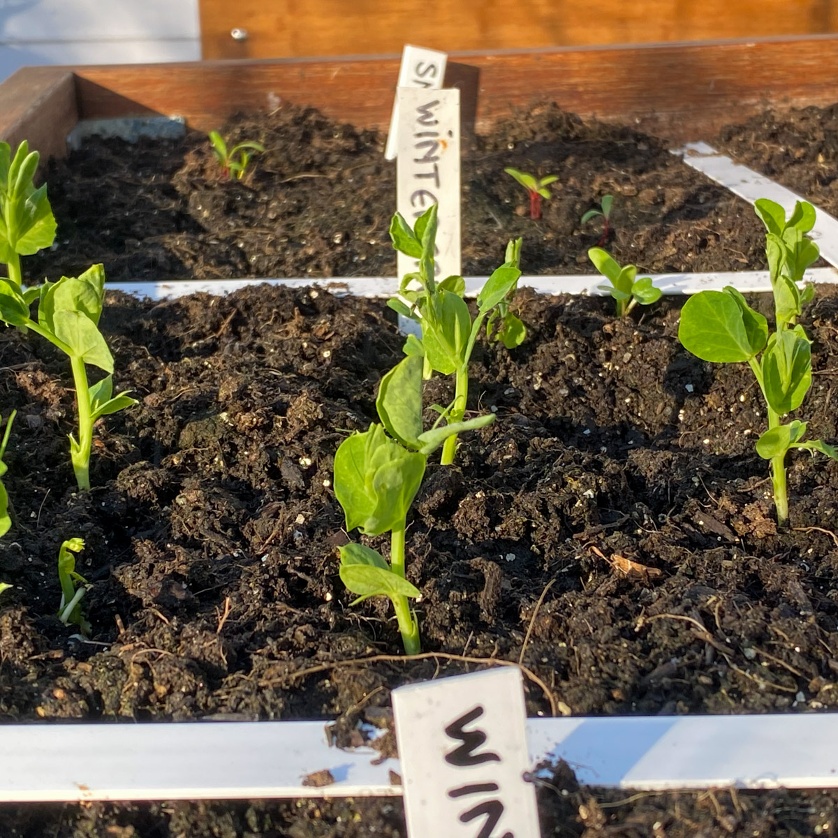 Kleine sugarsnap plantjes Makkelijke Moestuin