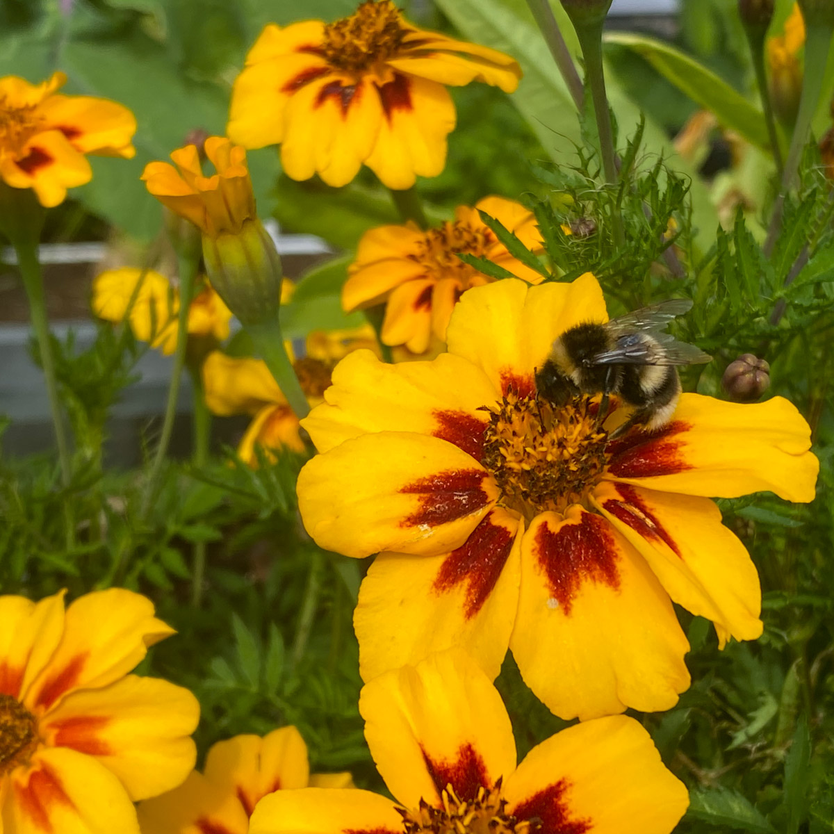 Marigold flowers attract lots of bees and butterflies