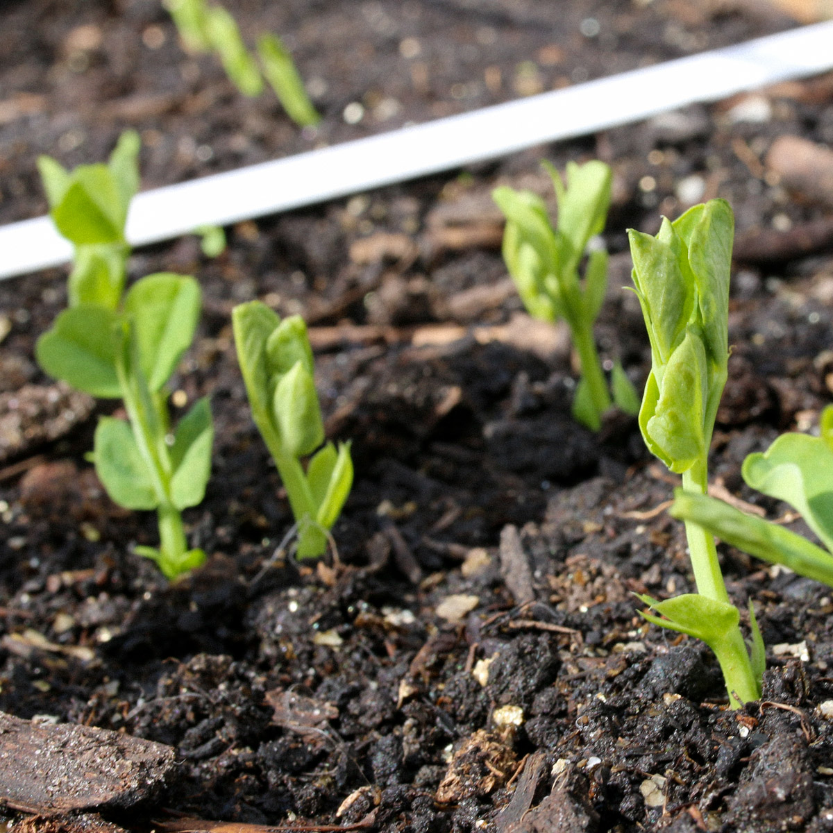 Sugar snap seedlings sprouting just fine