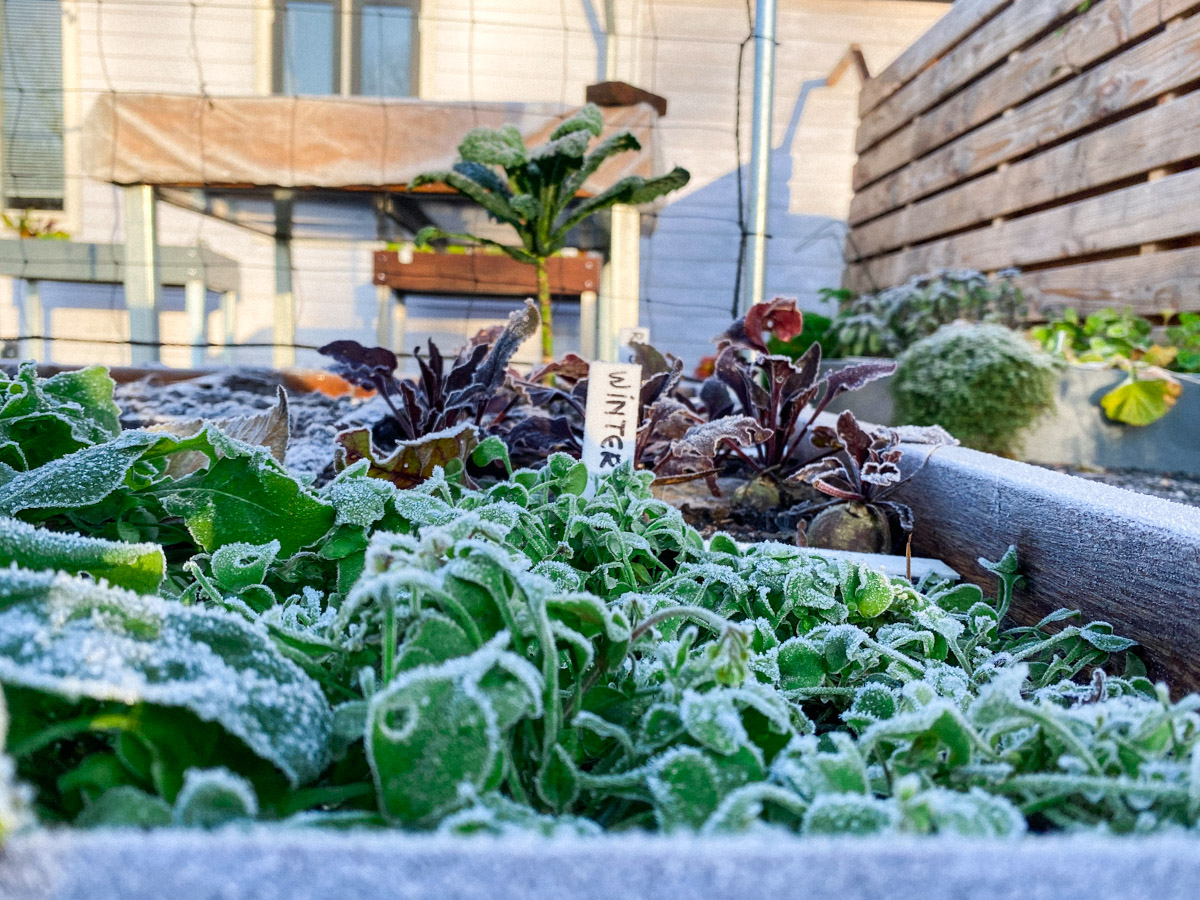 Nachtvorst in de Makkelijke Moestuin
