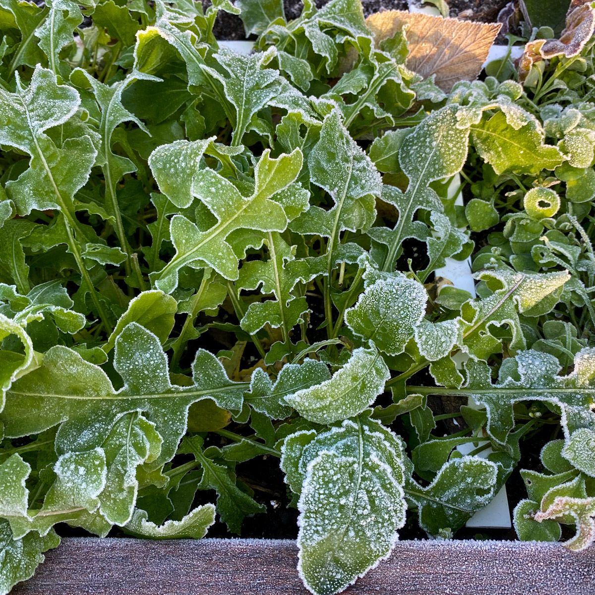 Bevroren rucola in de Makkelijke Moestuin na een nachtvorst