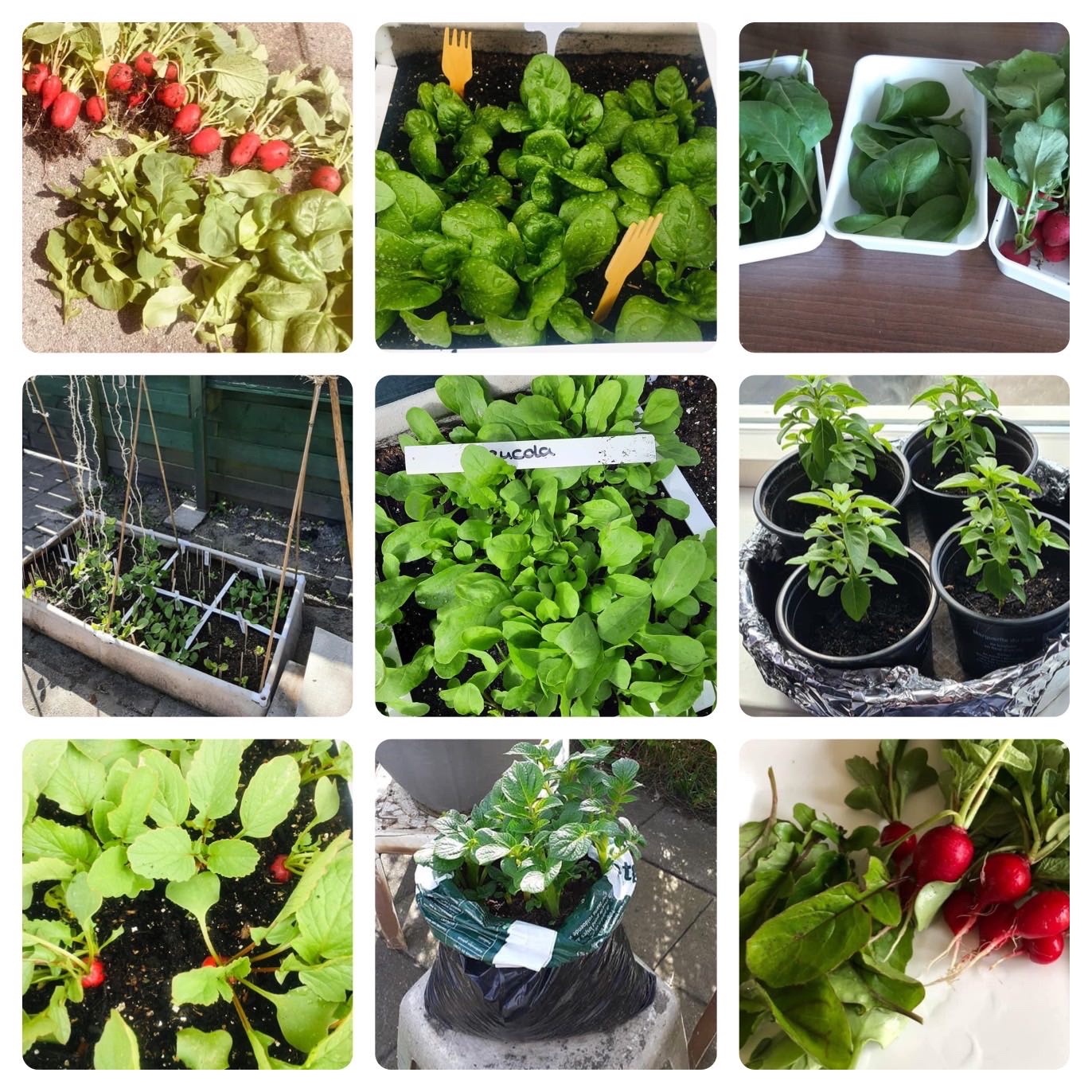 De eerste oogsten van Minima Moestuintjes