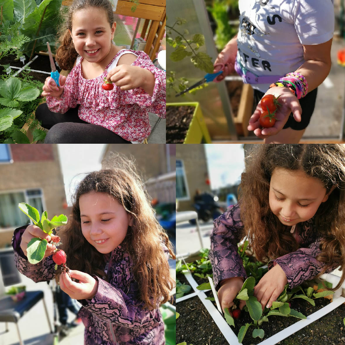 Radijsjes oogsten uit een Minima Moestuintje