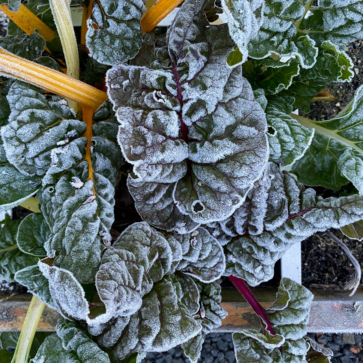 Frozen Chard leaves in Januari