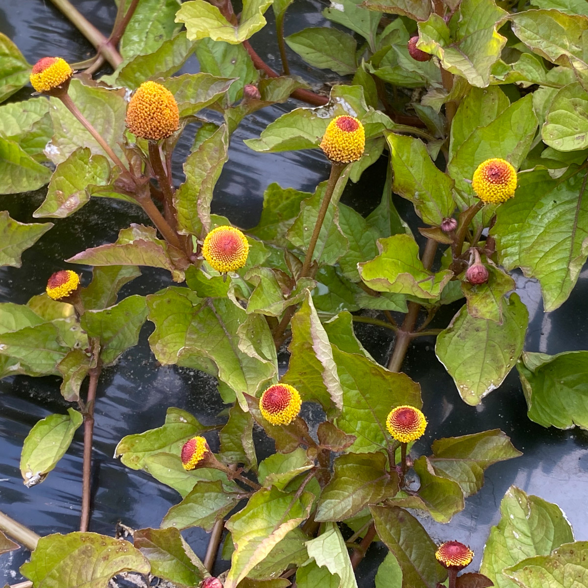 De kiespijnplant: iets voor de Makkelijke Moestuin?