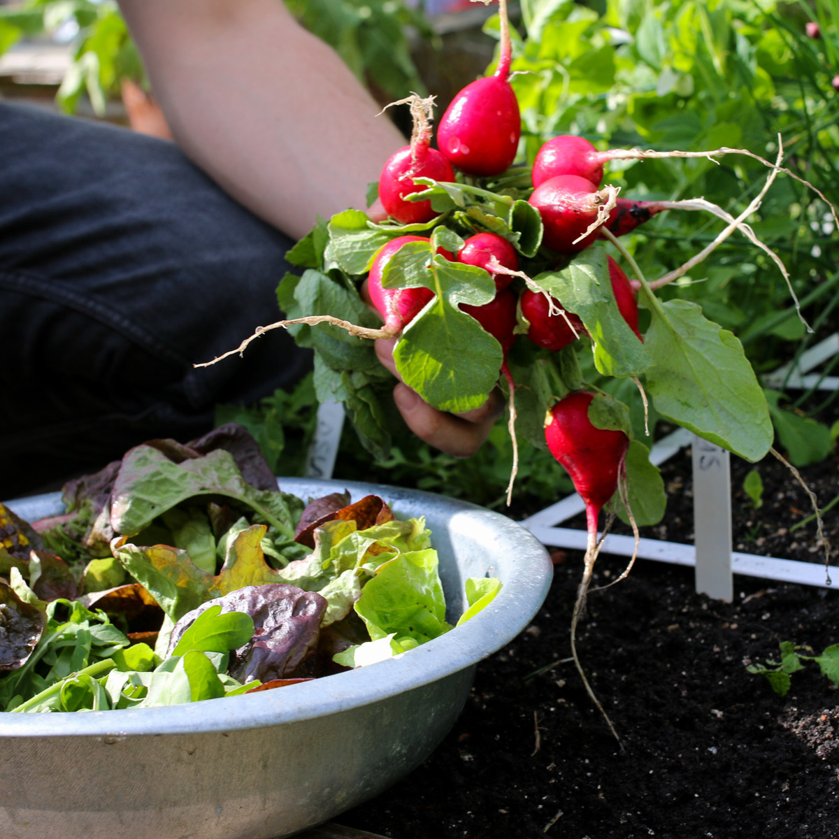 Yummie: home-grown vegetables in your Planty Garden