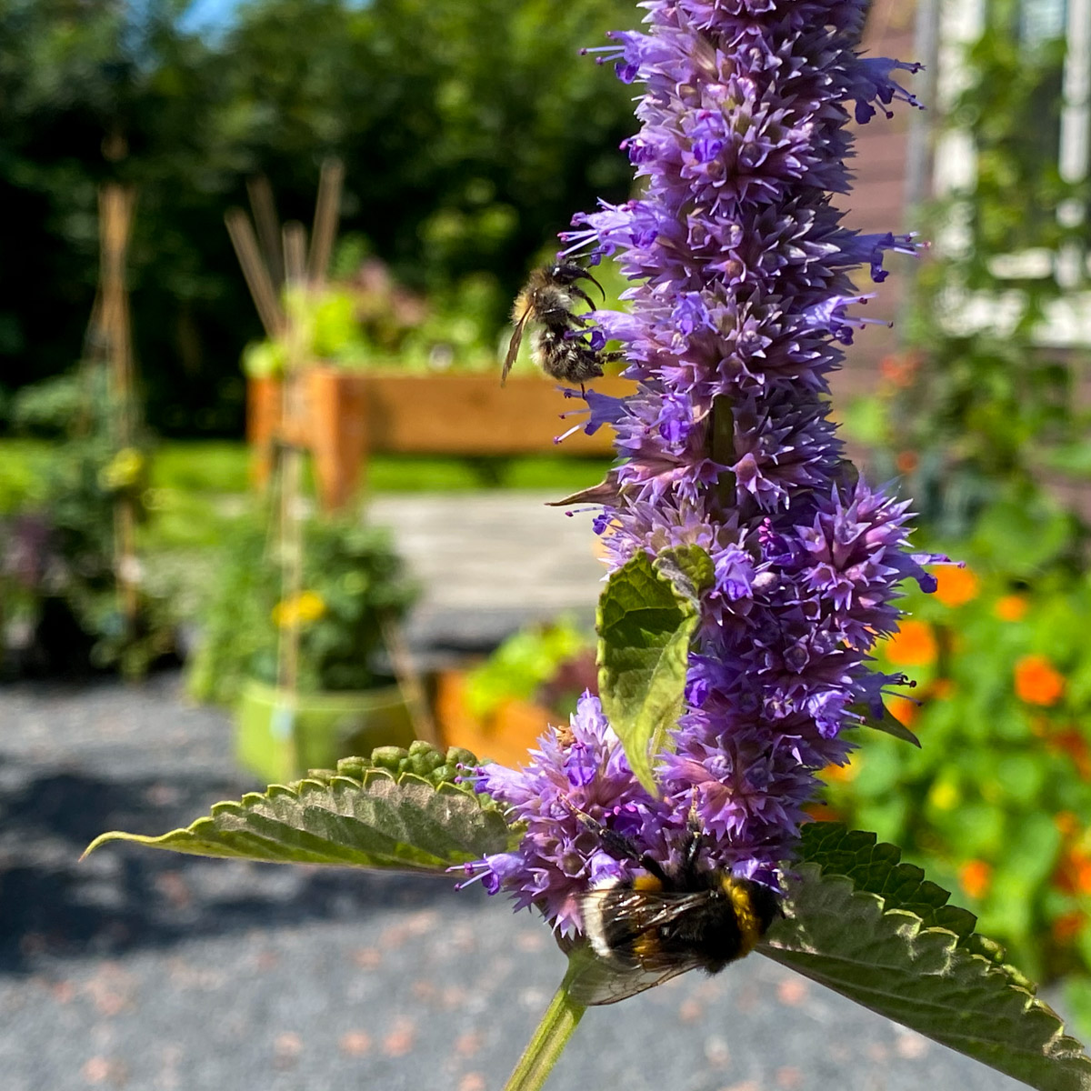 Bees and bumblebees in the Planty Garden