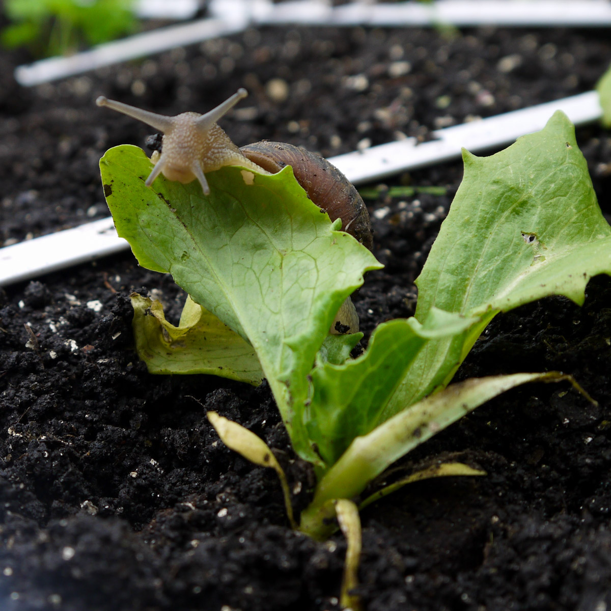 Slugs and snails we can do without