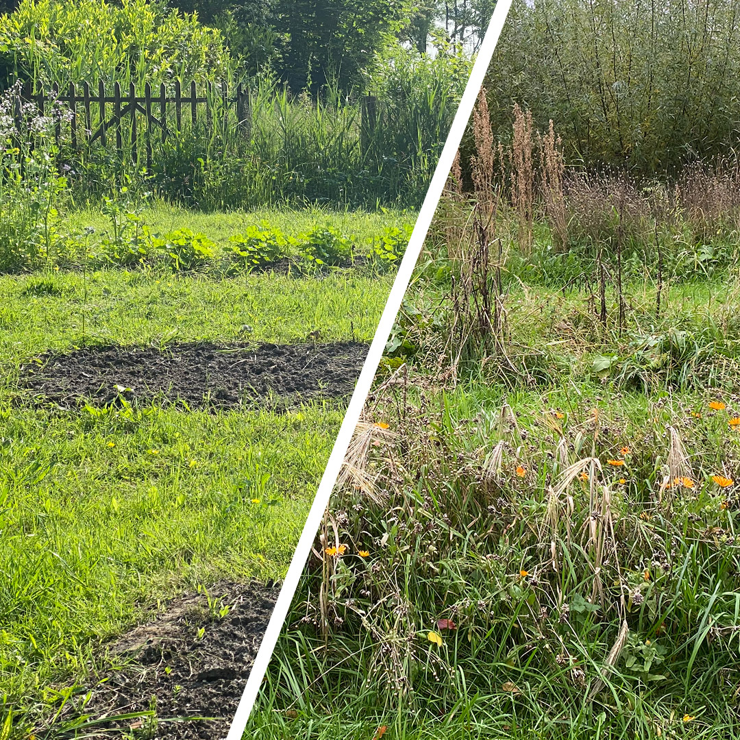Van een net-ingezaaide moestuin naar volledig overwoekerd
