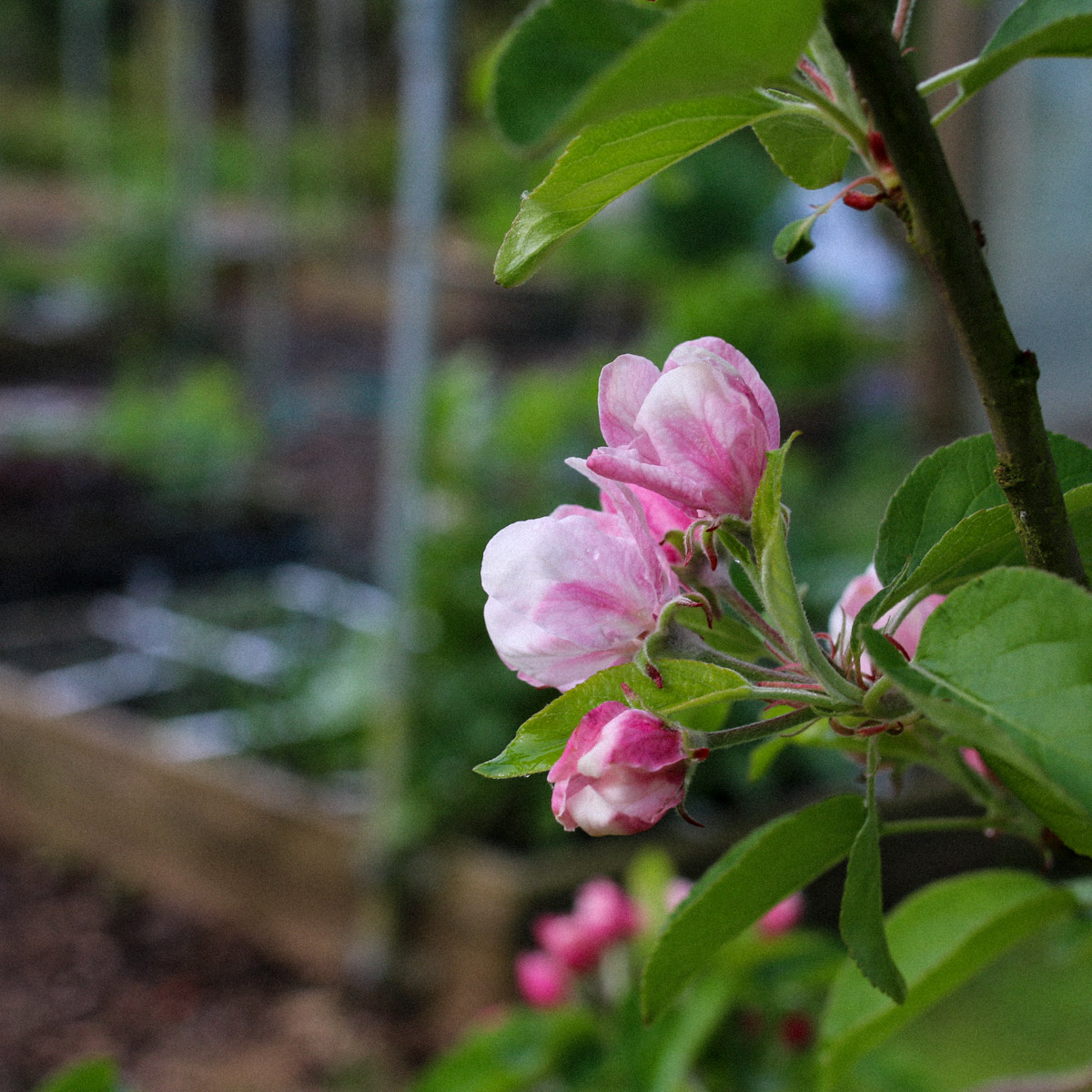 Appelboom: mooi voor naast een Makkelijke Moestuin, niet erin
