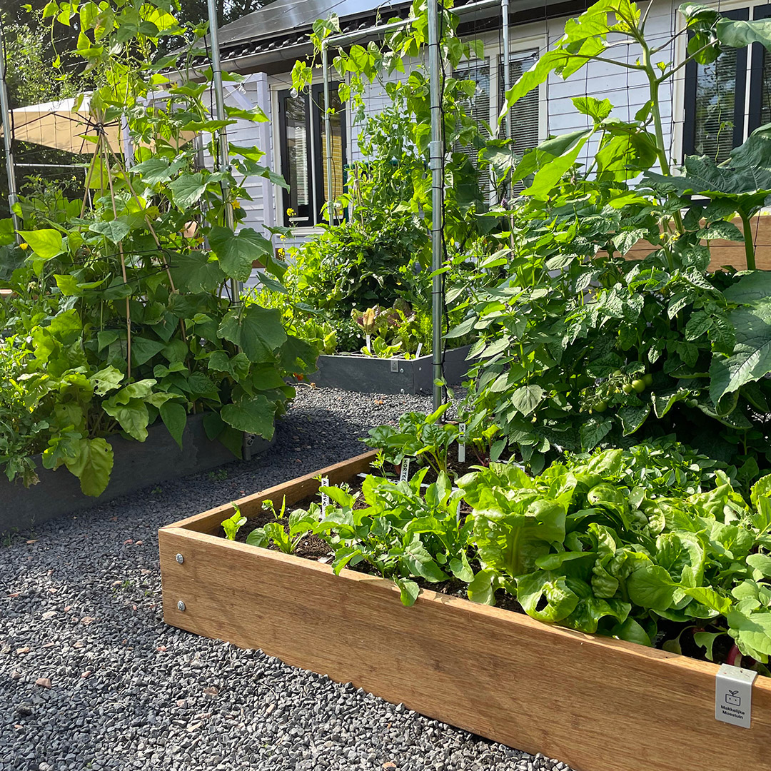 Uit een enkele Makkelijke Moestuinbak kun je al veel oogsten