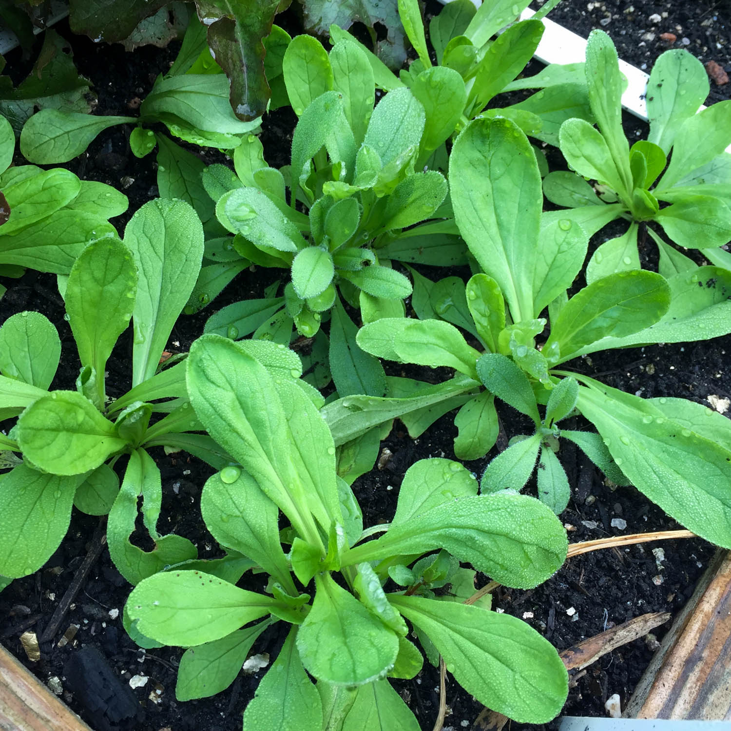 Early sowed Lamb's lettuce in May