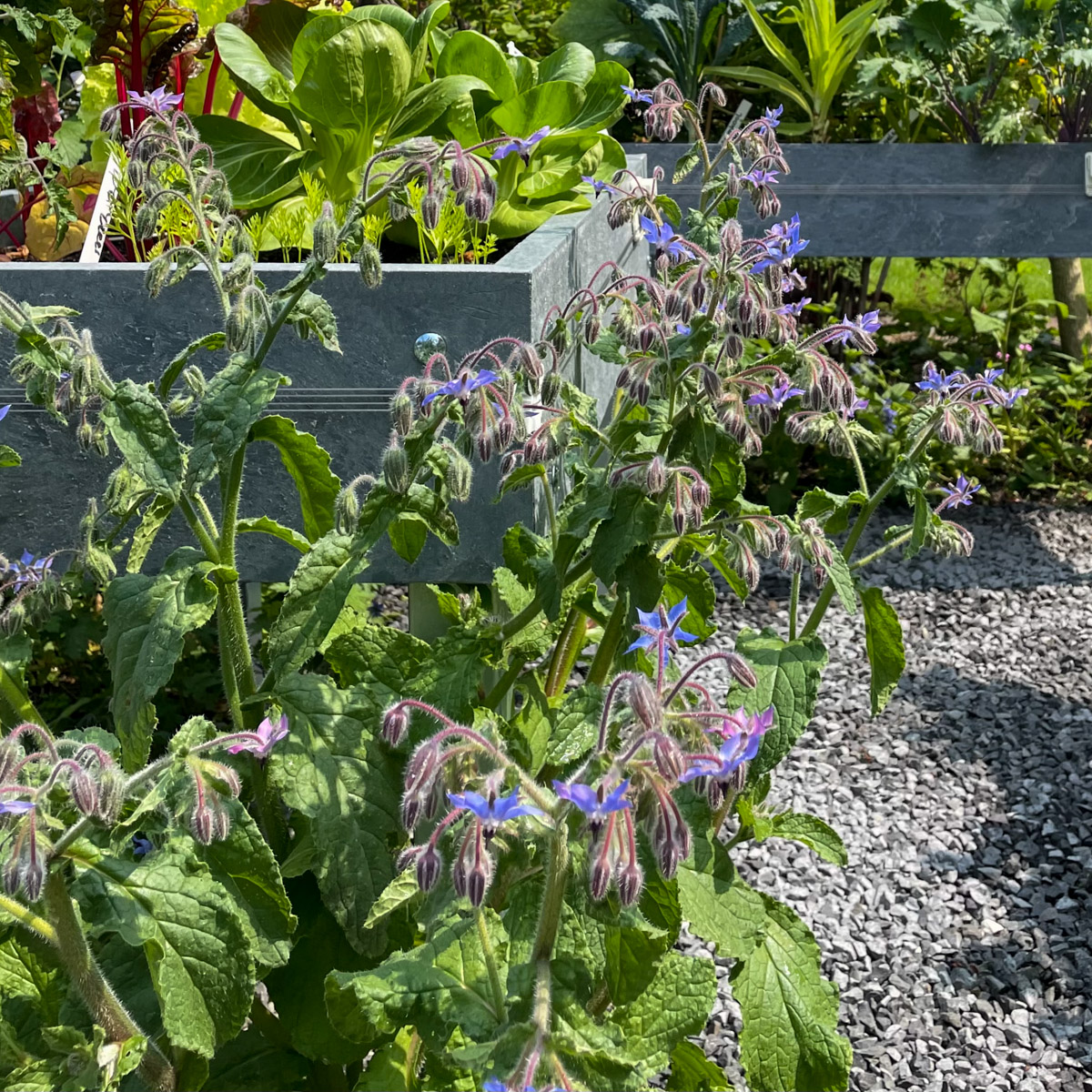 Komkommerkruid - foto Alalanta op de Makkelijke Moestuin community