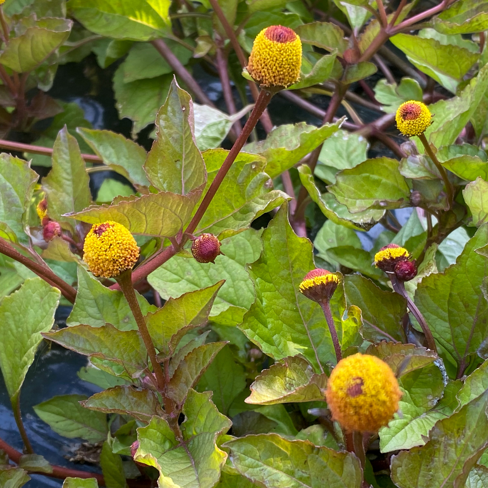 Bloeiend ABC-kruid van de Makkelijke Moestuin