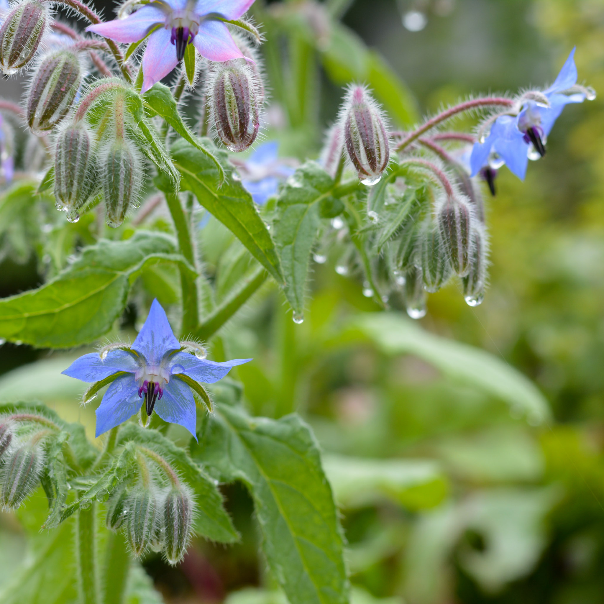 Komkommerkruid of borage in het testpakket van de Makkelijke Moestuin 2022