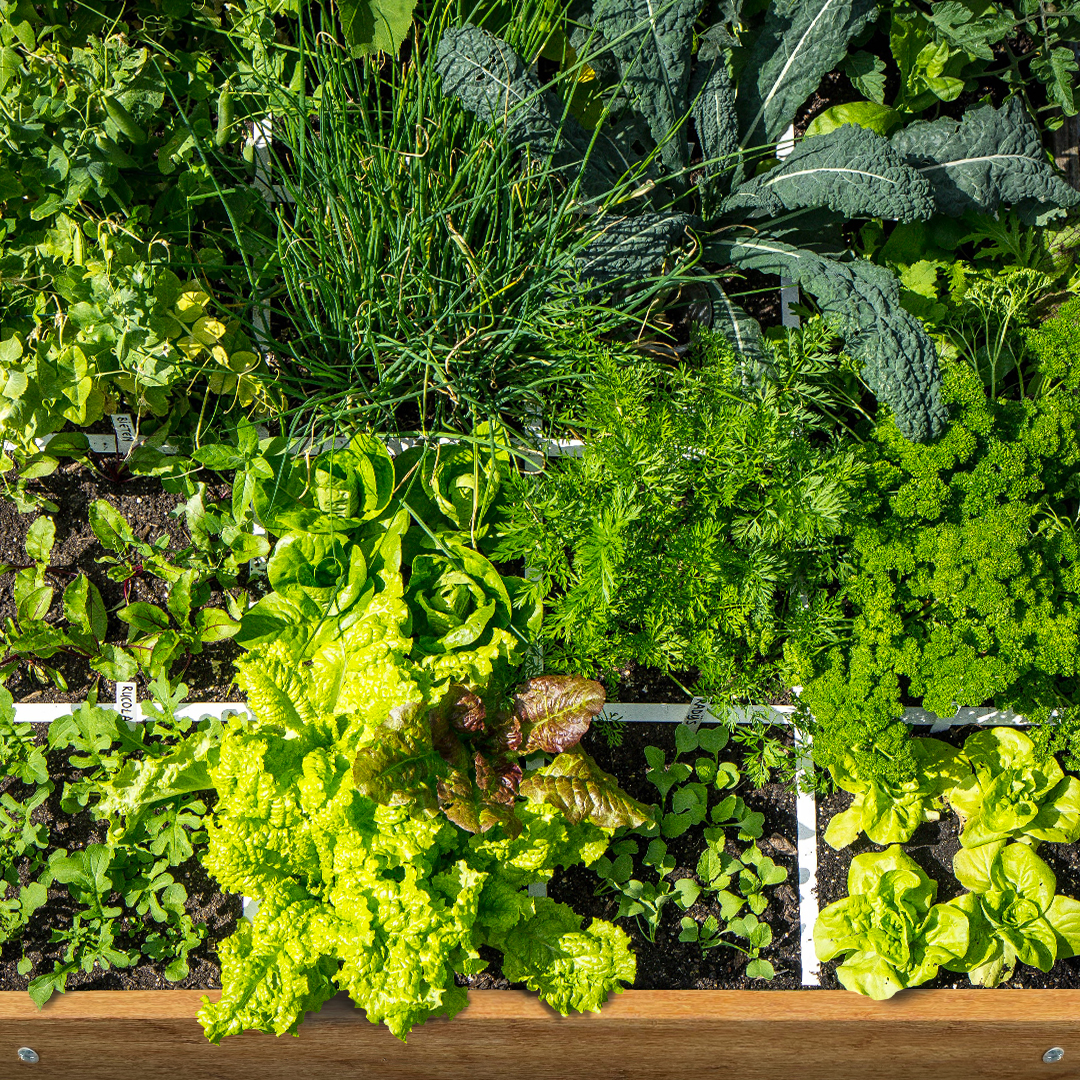 Moestuinbakken vol heerlijke groentes, daar draait het om in de Makkelijke Moestuin