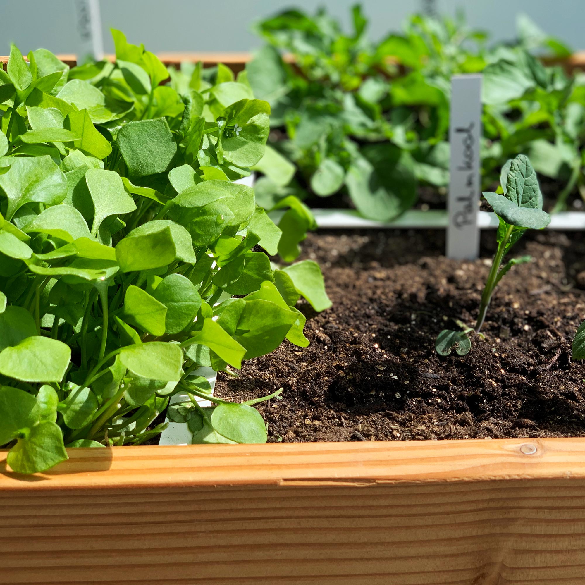Onmisbaar in je moestuinbak: de Makkelijke Moestuinmix