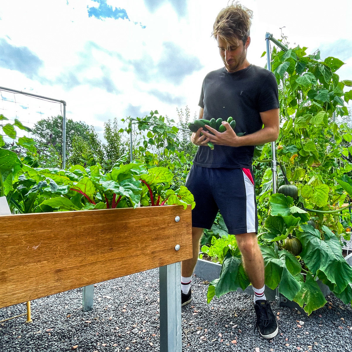 Overvloedige oogst aan komkommers in de Makkelijke Moestuin