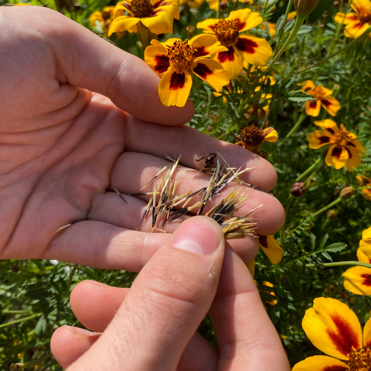 Zaadjes oogsten uit de uitgebloeide bloemen van afrikaantjes