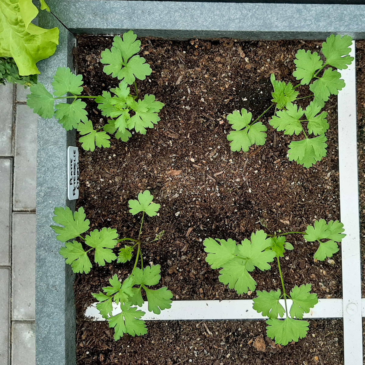 Kleine platte peterselieplantjes in de Makkelijke Moestuin