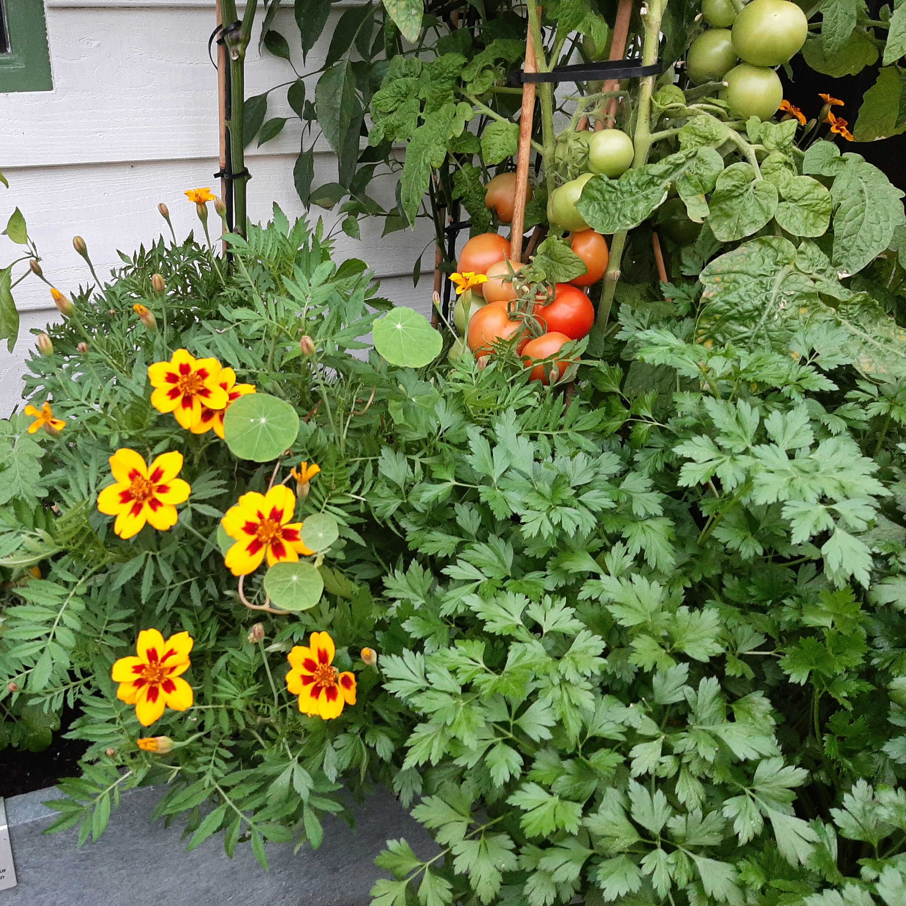 Platte Peterselie in de Makkelijke Moestuin Hero tafelbak van Sonja-MM