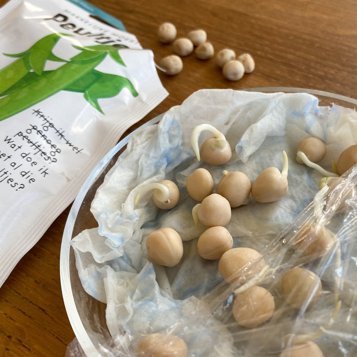 Peas beginning to sprout roots