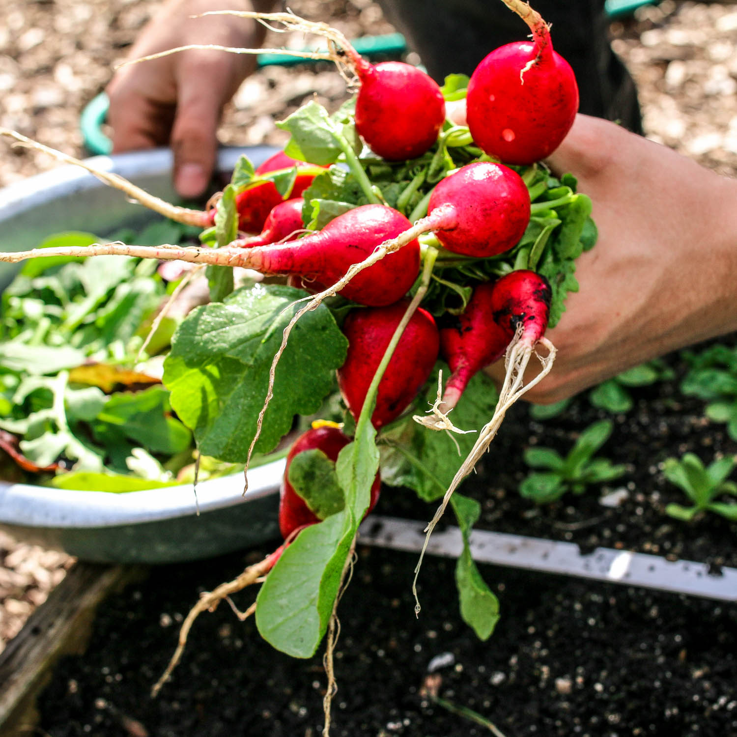 Radishes can often be harvested first