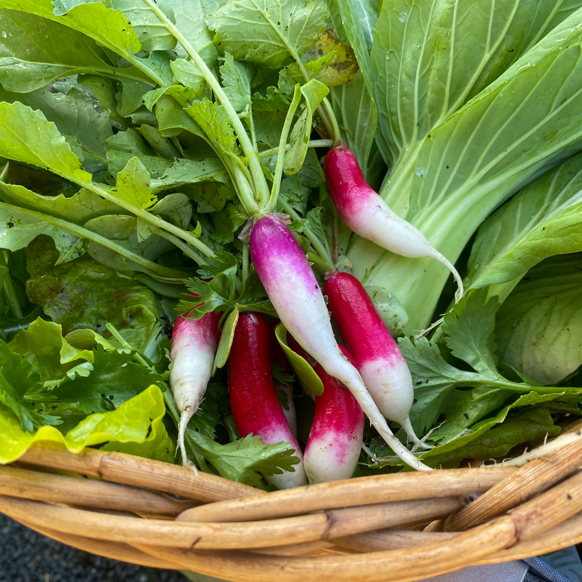 French radish