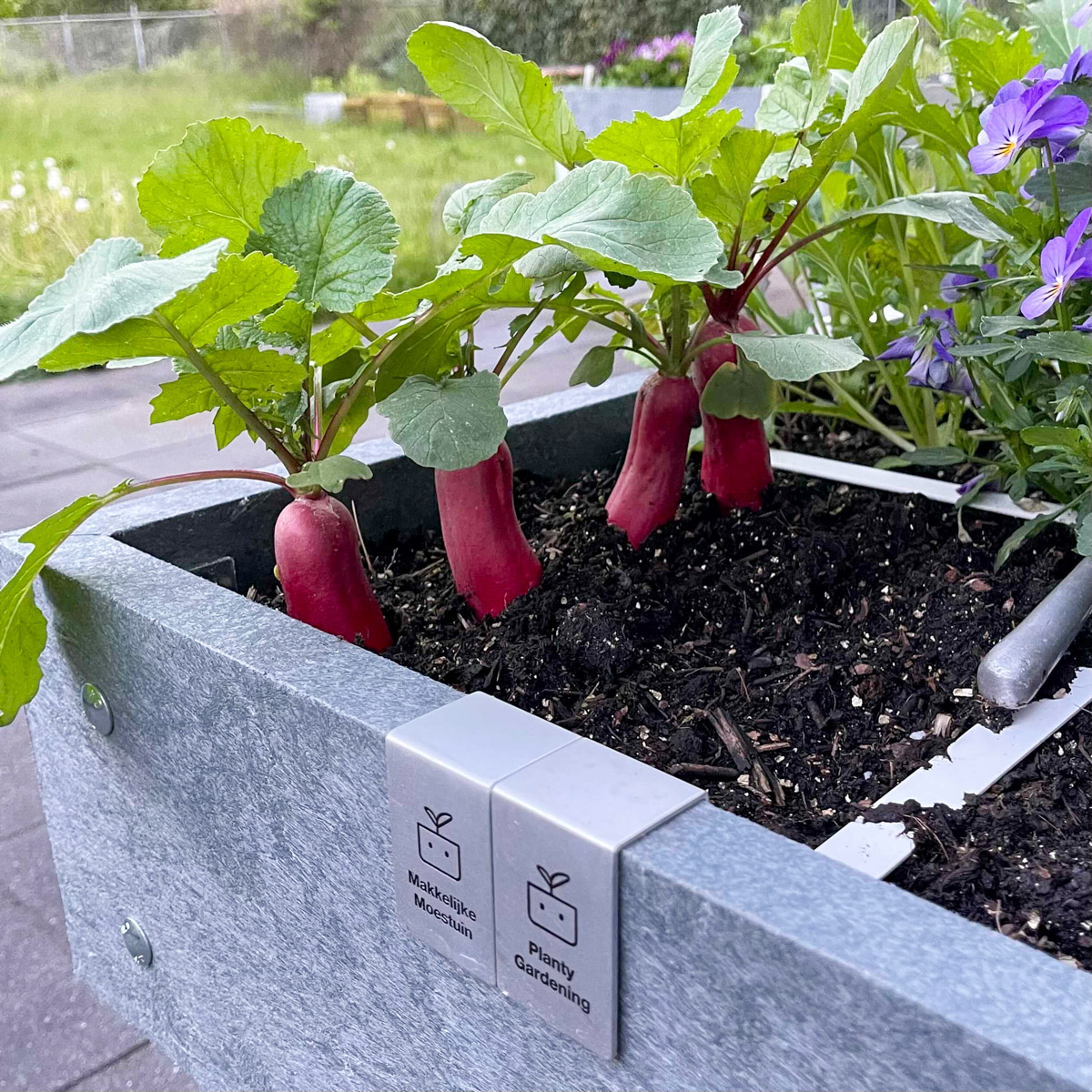 French radish