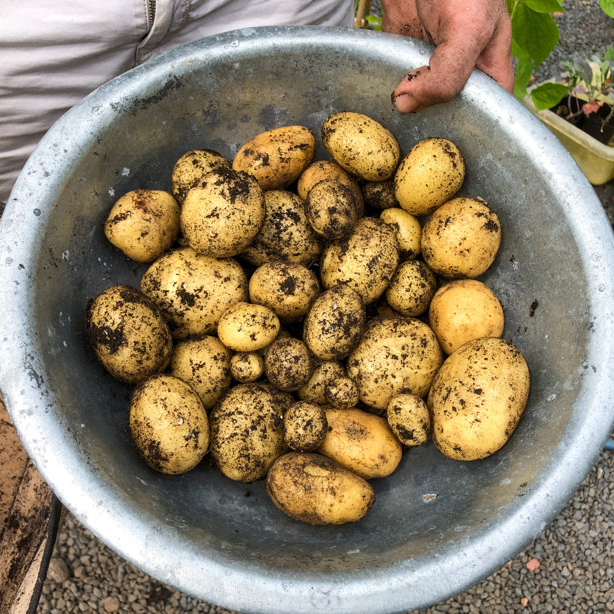 Early potatoes harvested from a Makkelijke Moestuin garden box