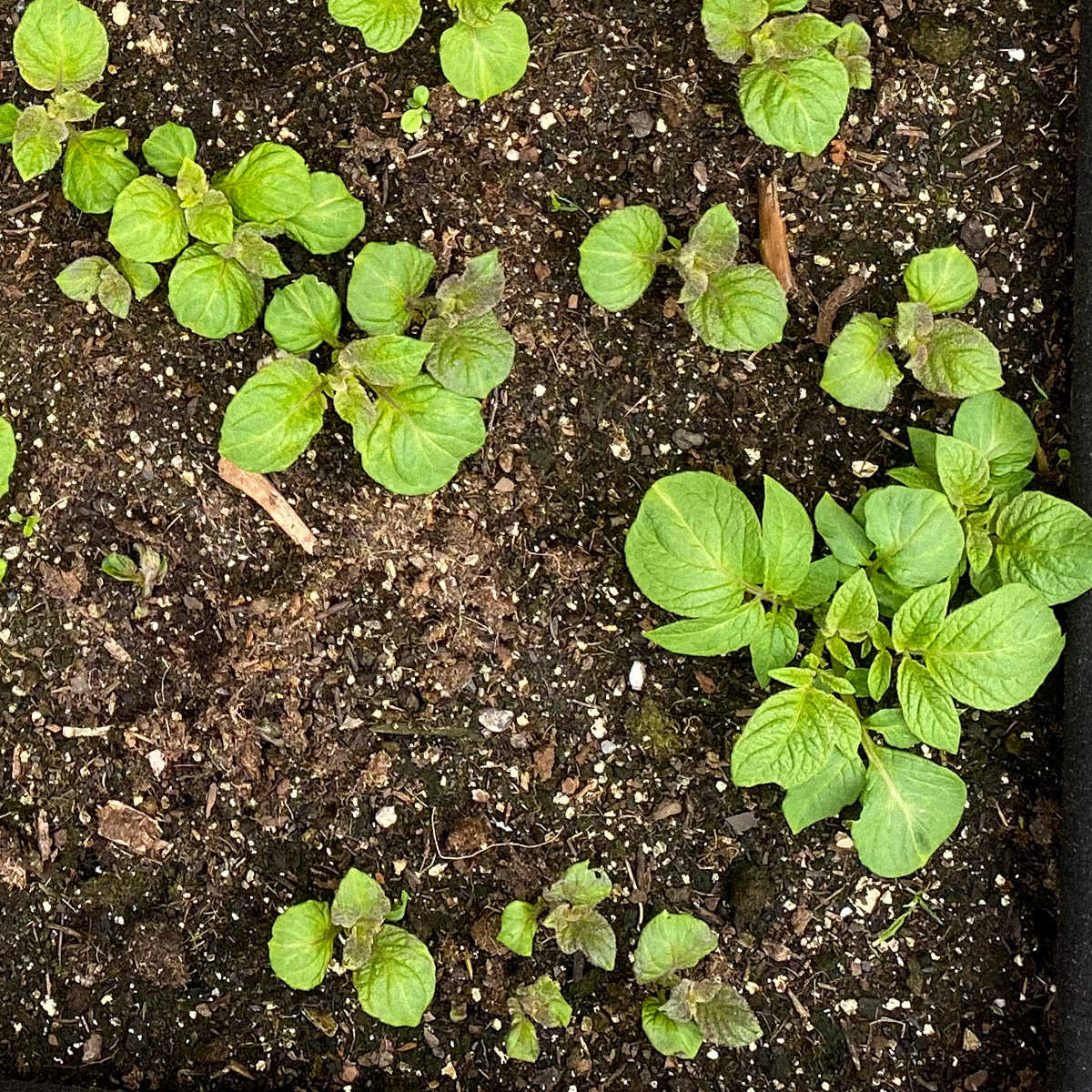 Potatoes usually have multiple sprouts that do not come up simultaneously.