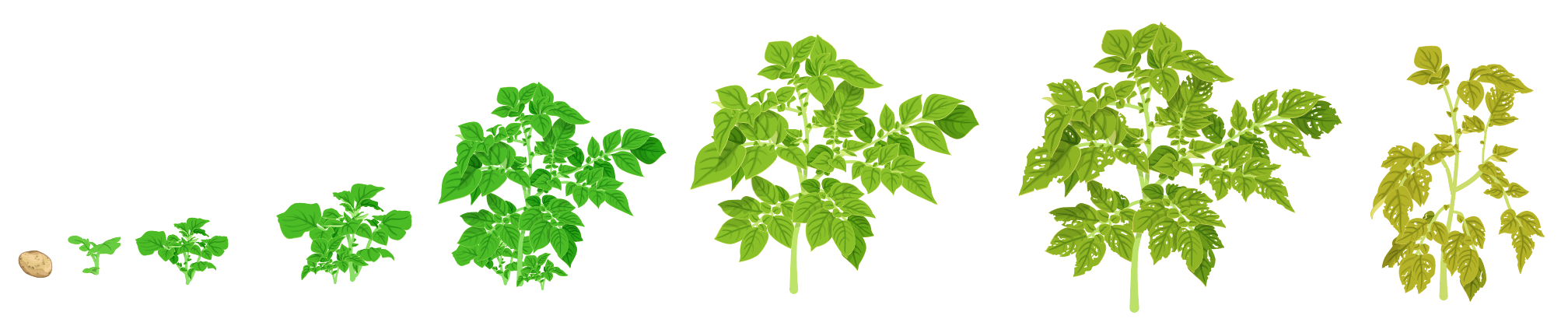 When growing early potatoes, you receive assistance from the Makkelijke Moestuin app: from sprouting and planting to harvesting.