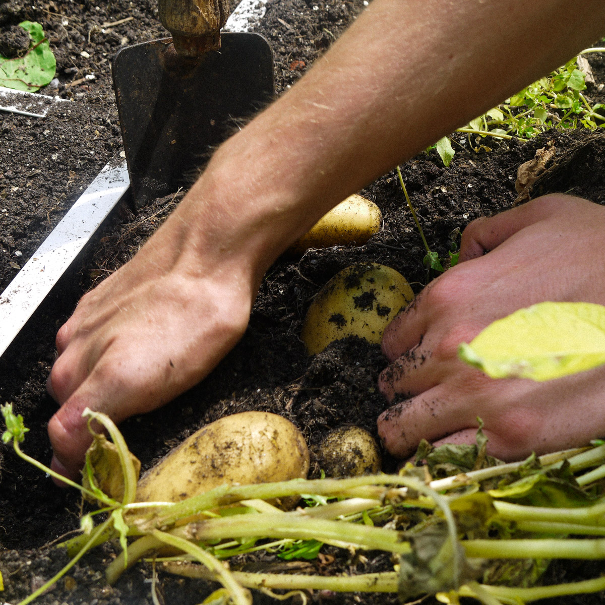 Harvesting potatoes from a Makkelijke Moestuin garden box