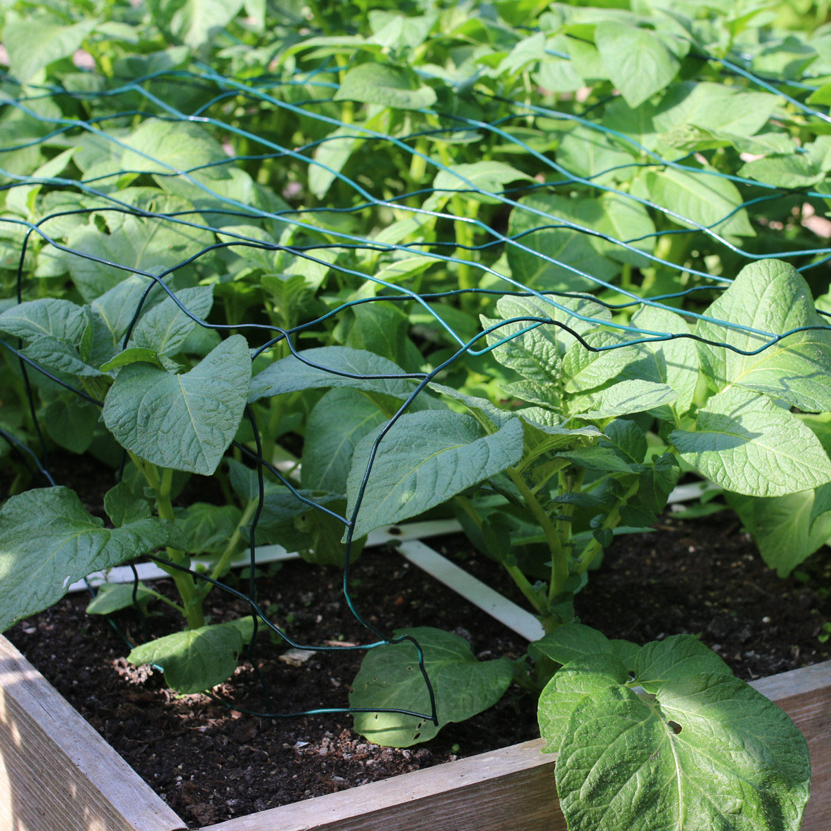 A small rack keeps potato plants neatly inside their square in a garden box