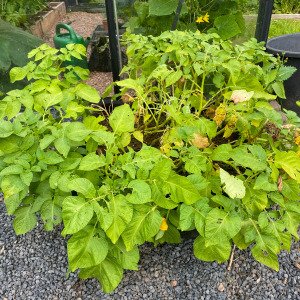 Early potatoes