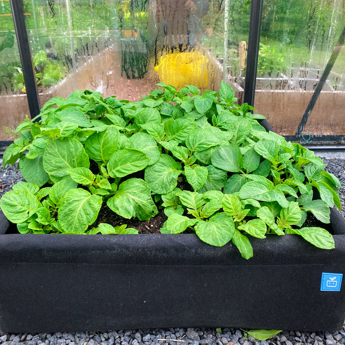 Aardappelplanten in een Makkelijke Moestuin airbak