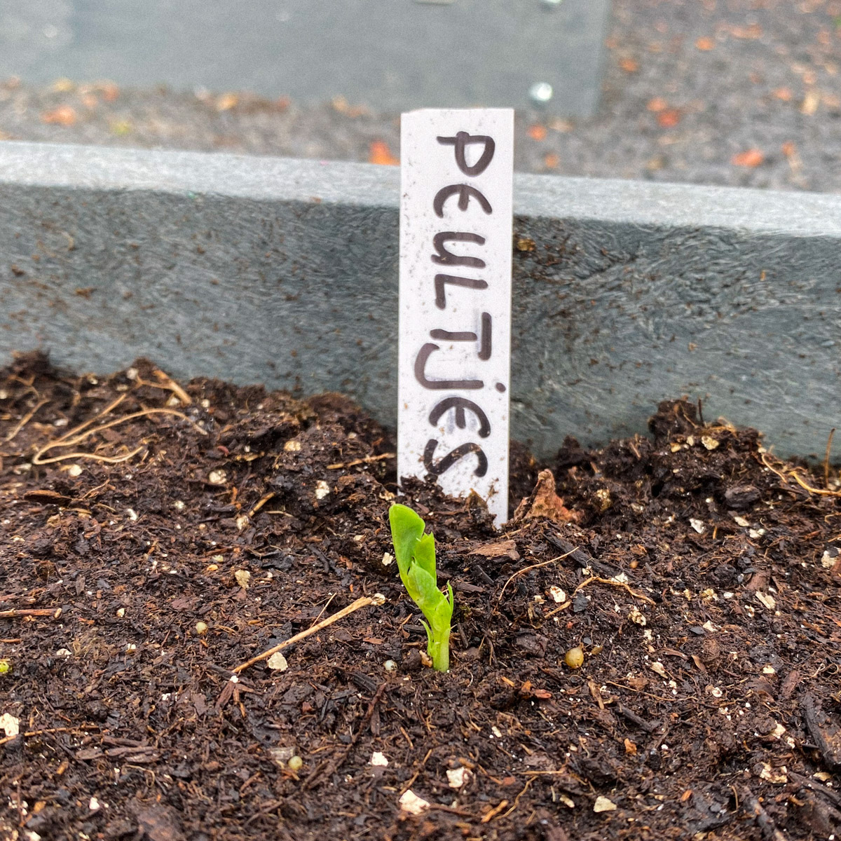 Half maart: de eerste peultjes van de Makkelijke Moestuin komen op