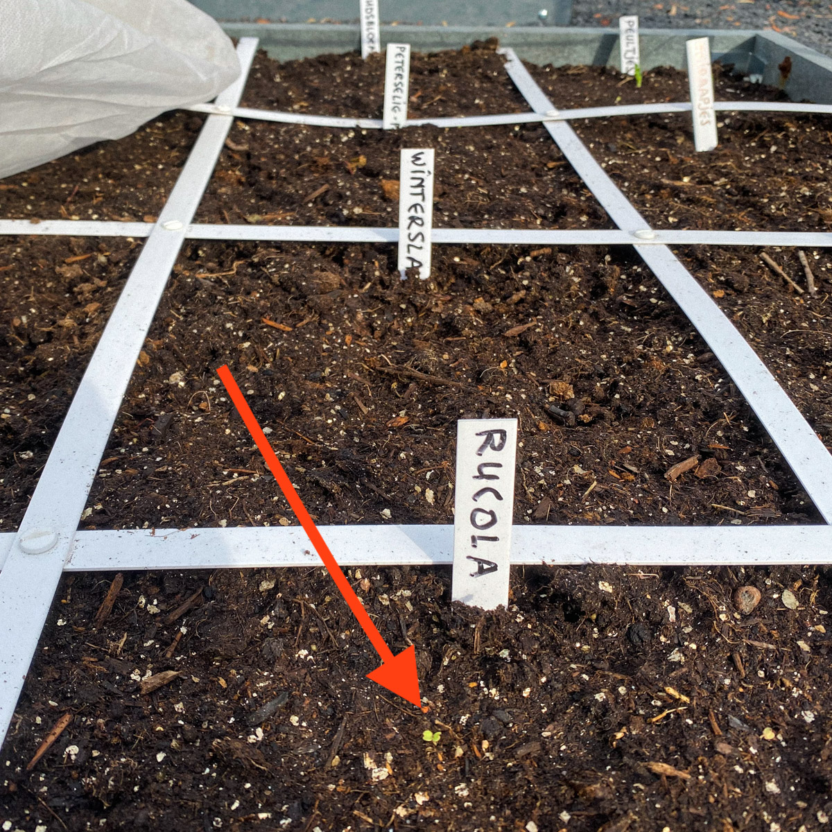Eerste zaailing van de rucola