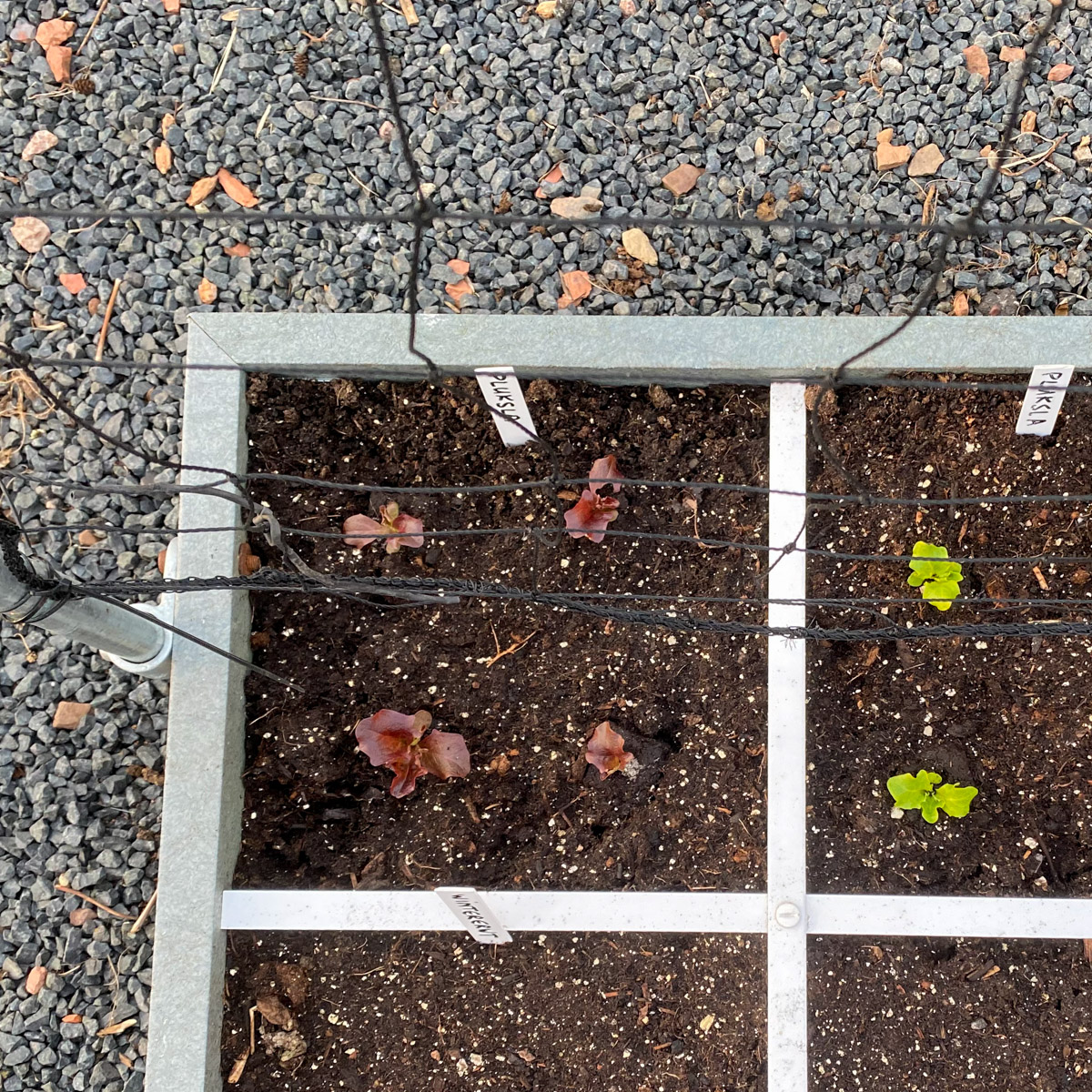Plantjes pluksla uit het tuincentrum