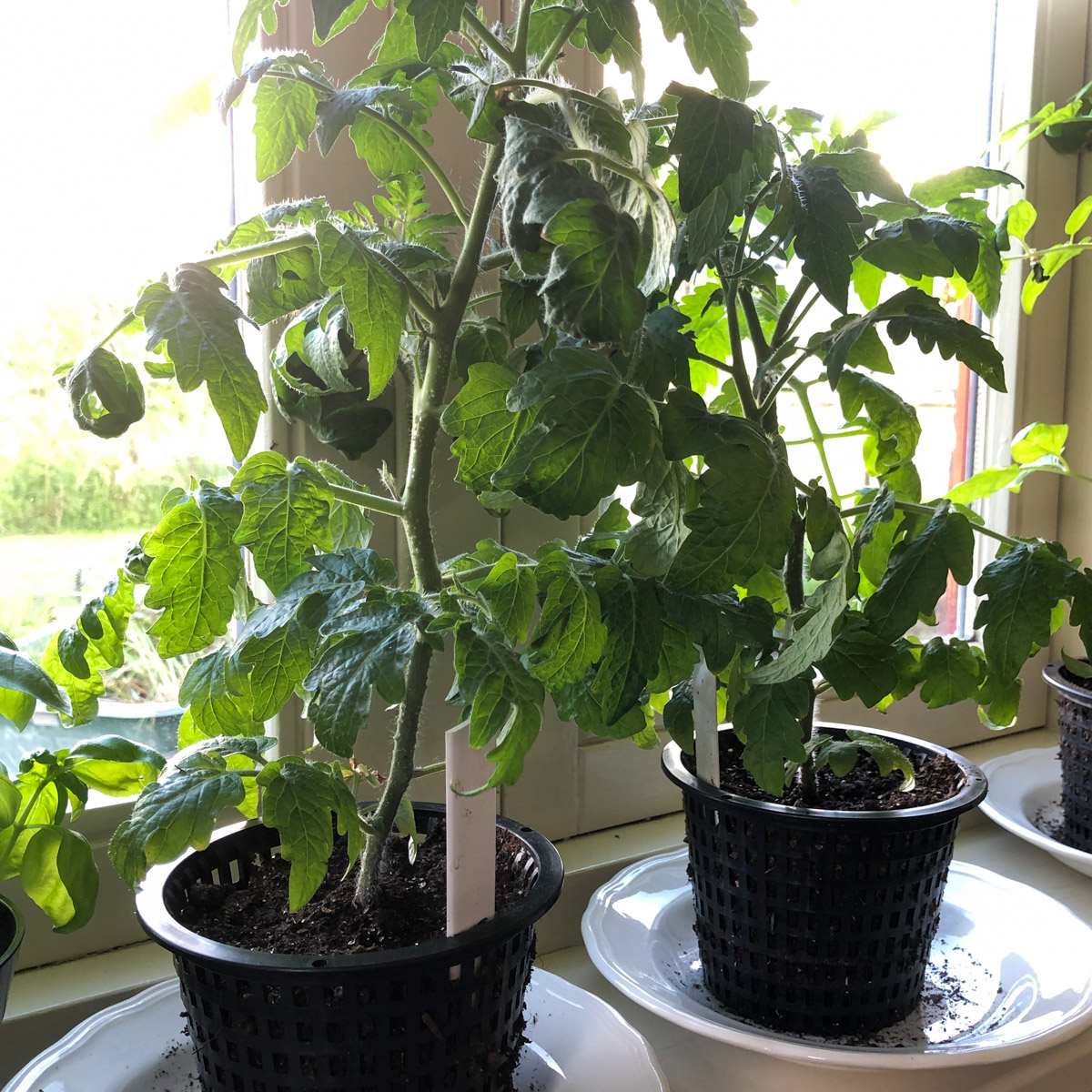 Young tomato plants in larger Airpots with MM-Mix
