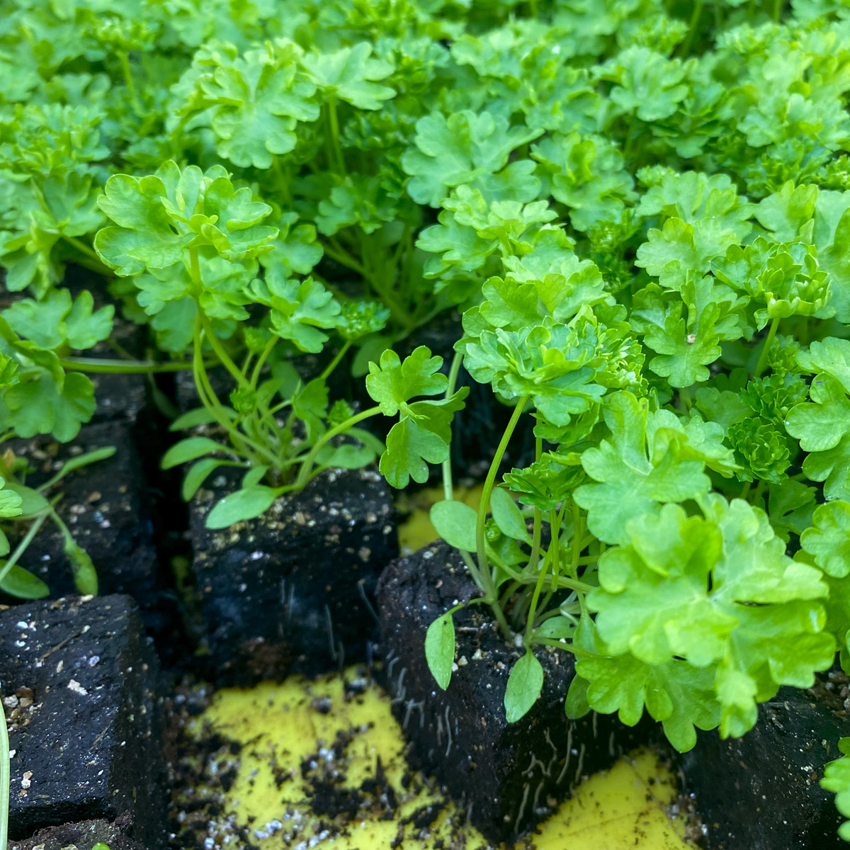 Mooie kleine peterselieplantjes uit het tuincentrum