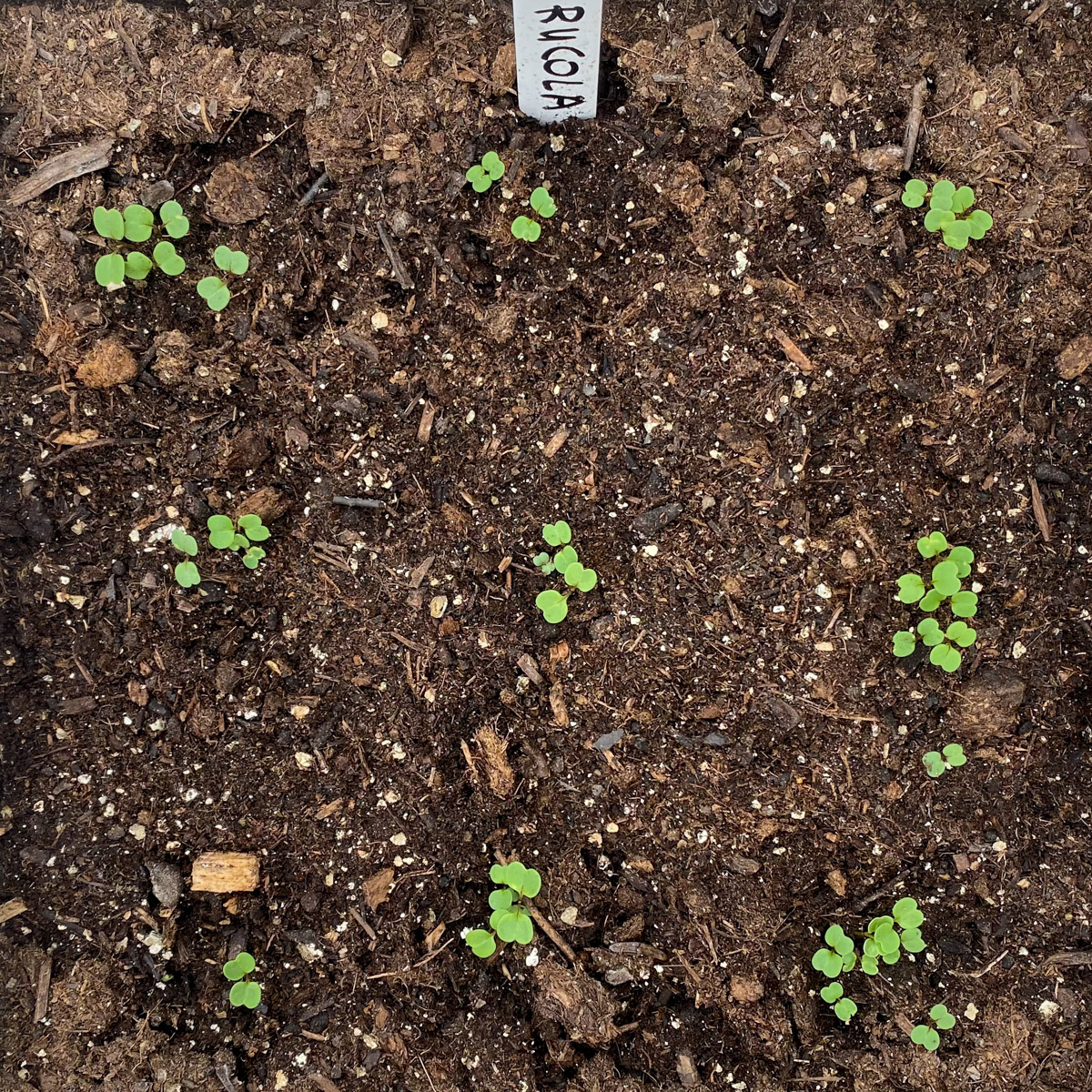 Several rocket seedlings growing in each sowing hole