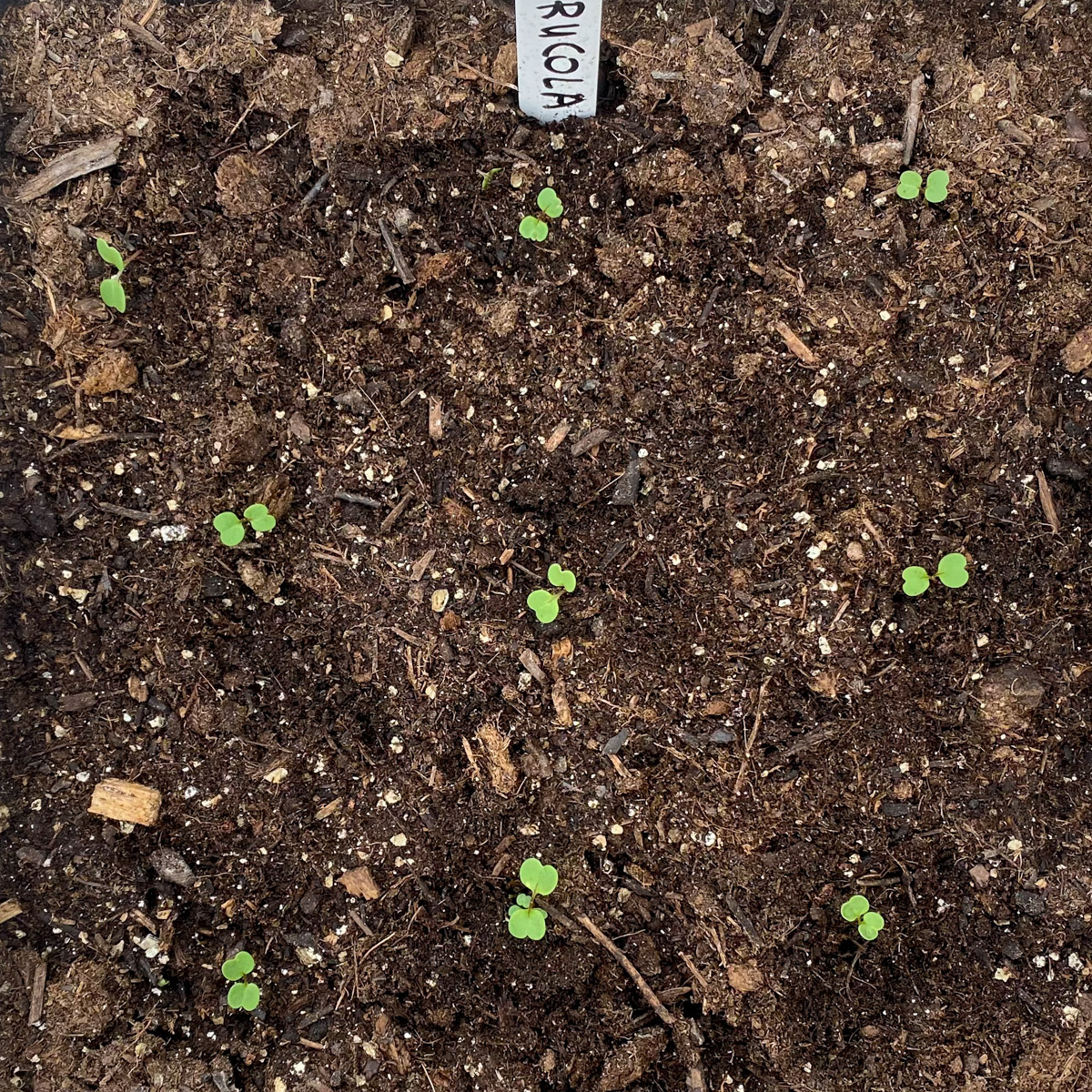 Thinned out radishes in a square vegetable garden patch