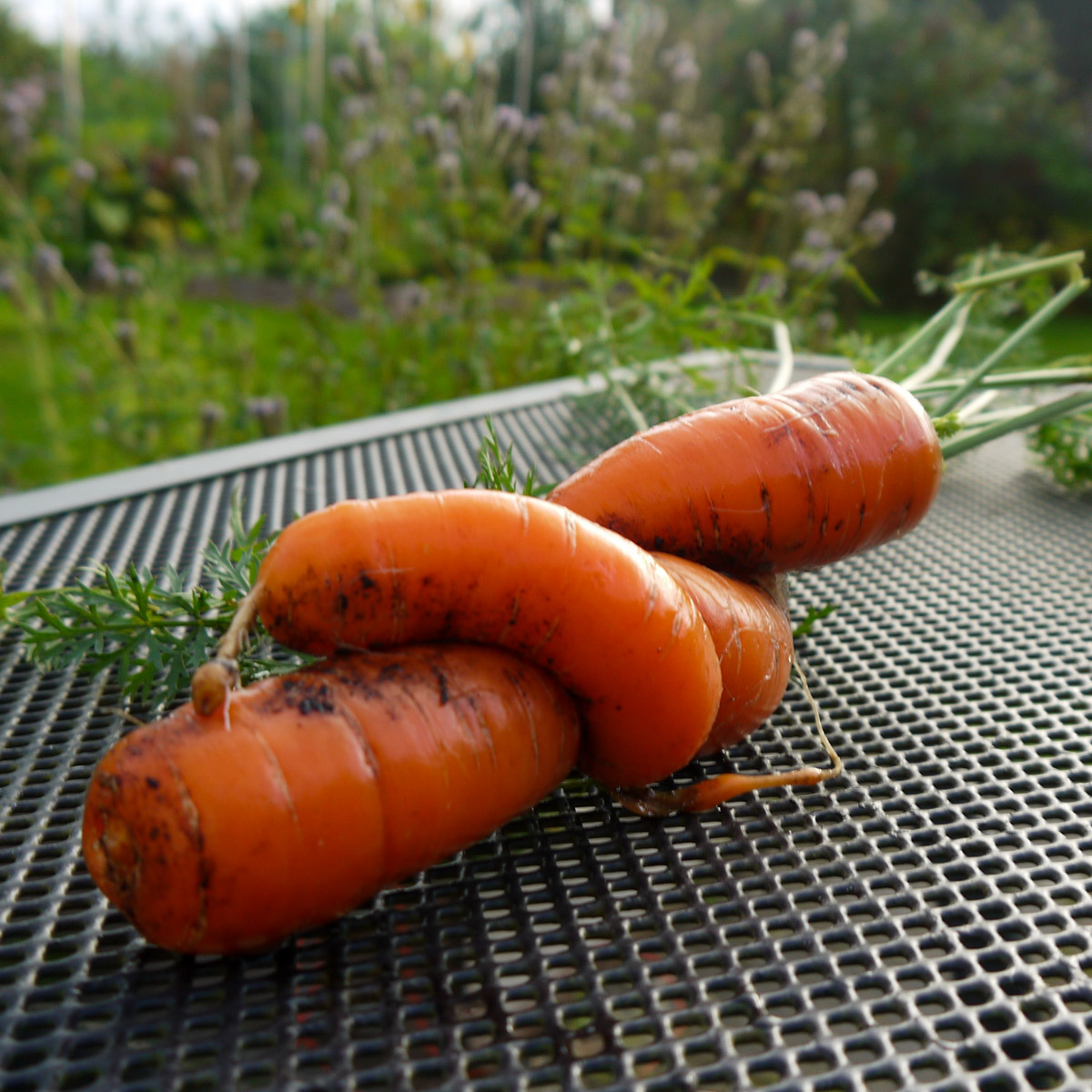 2 carrots intertwined because they weren't thinned out