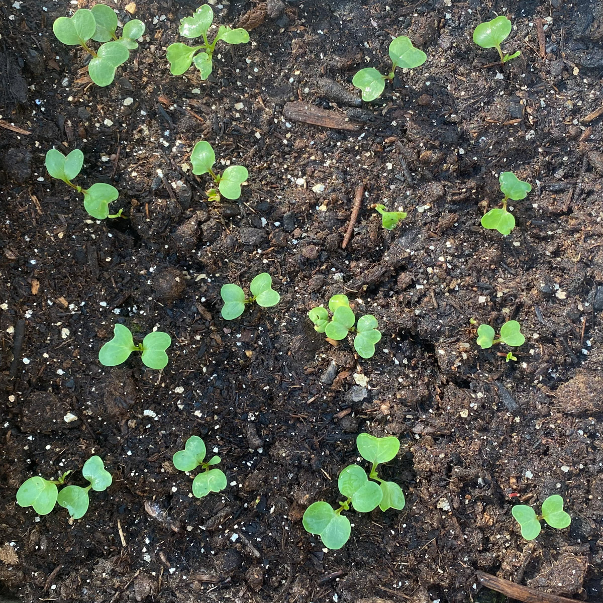 Several radish seedlings emerging close together in one square