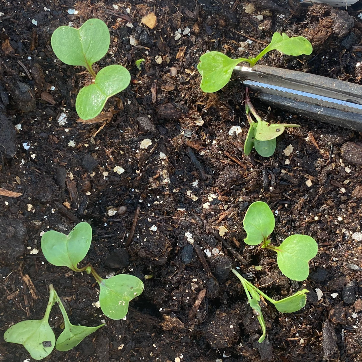 Small scissors being used to thin radish seedlings