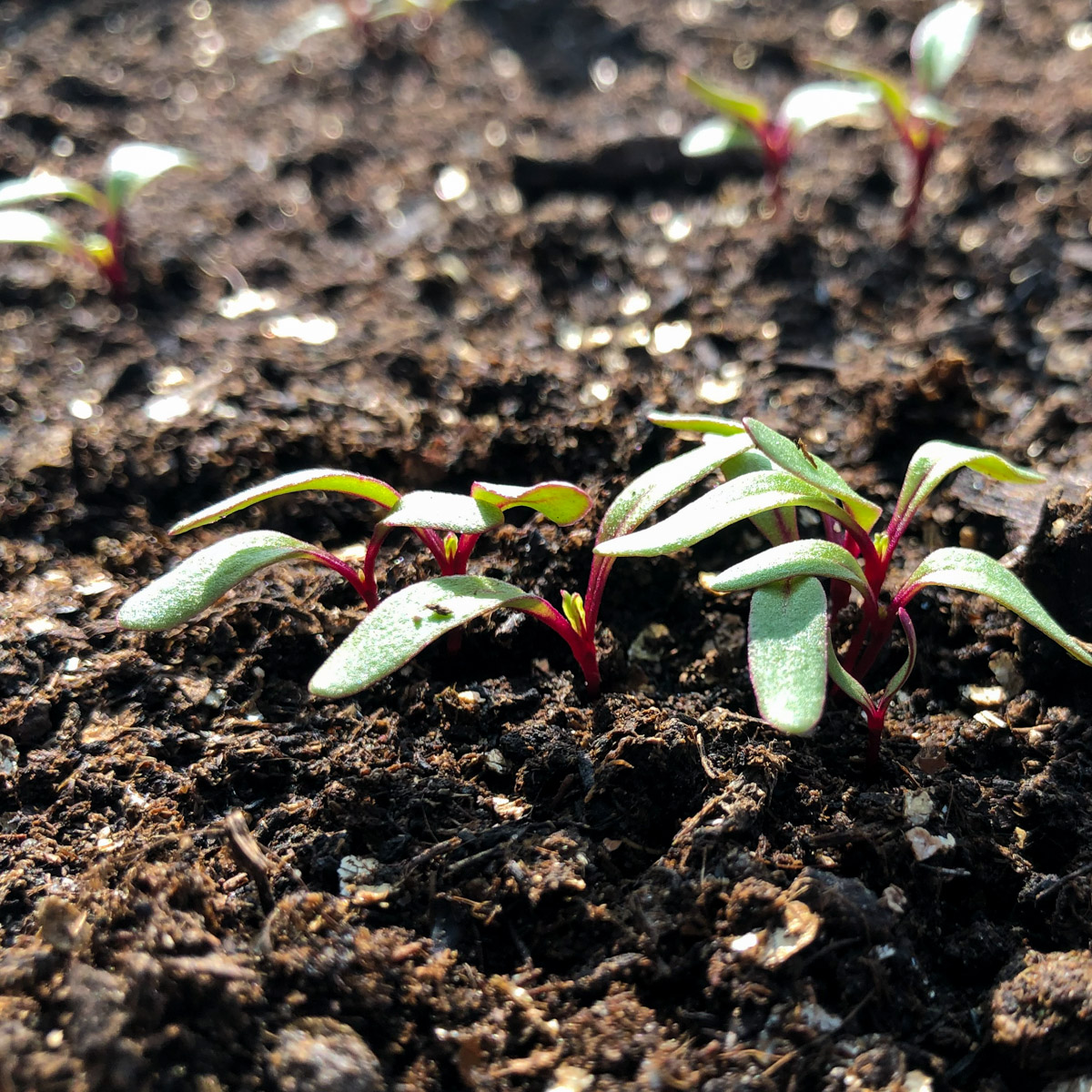 Several beetroot seedlings growing from one seed cluster