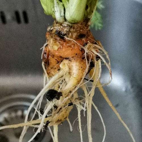 Forked misshapen carrot after its seedling was transplanted