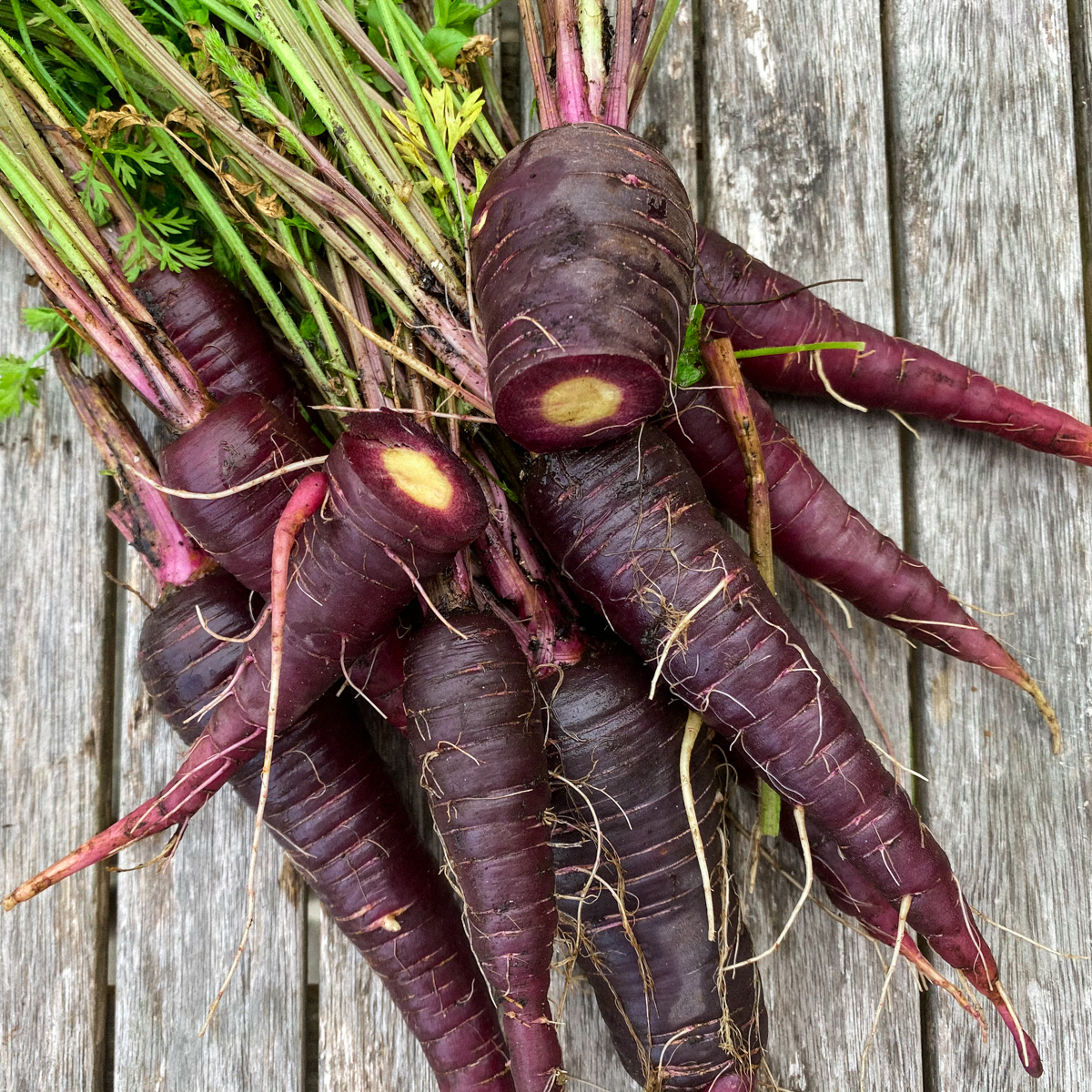 Freshly harvested deep purple carrots with white centres